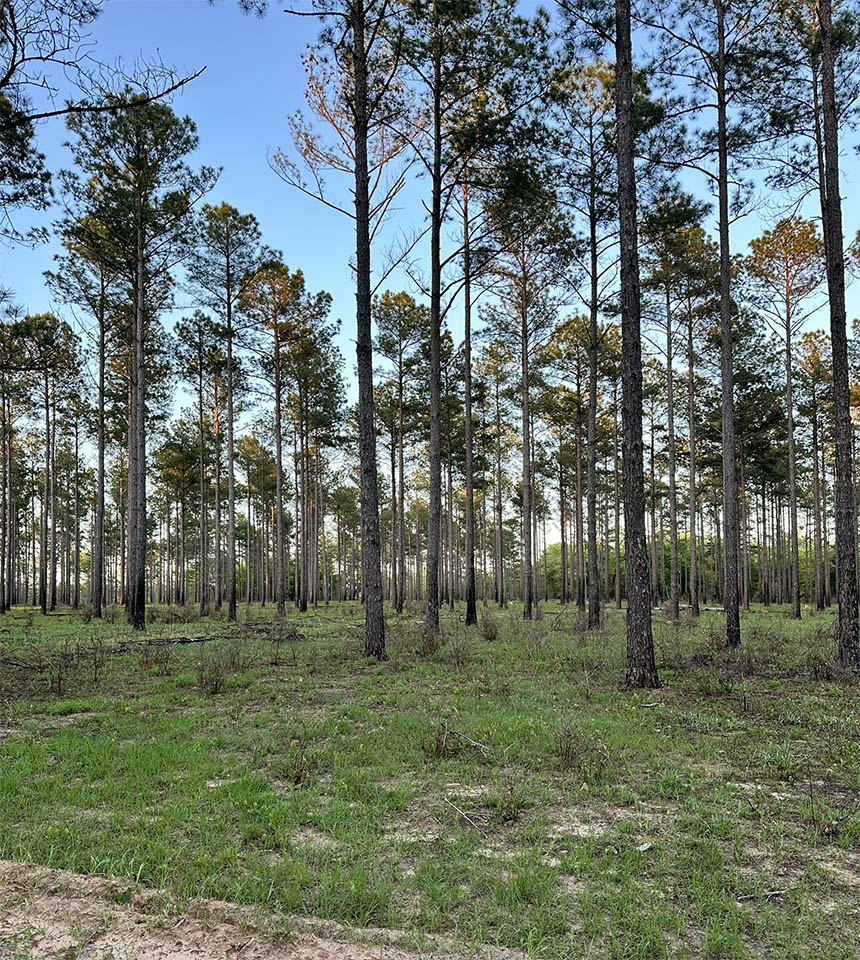 Land Management Company Alabama