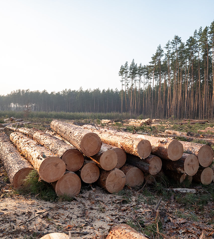 Tree Removal Company In Alabama